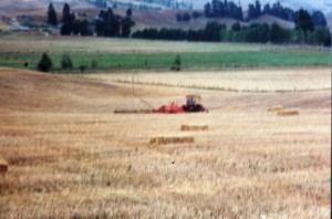 Harvesting the straw